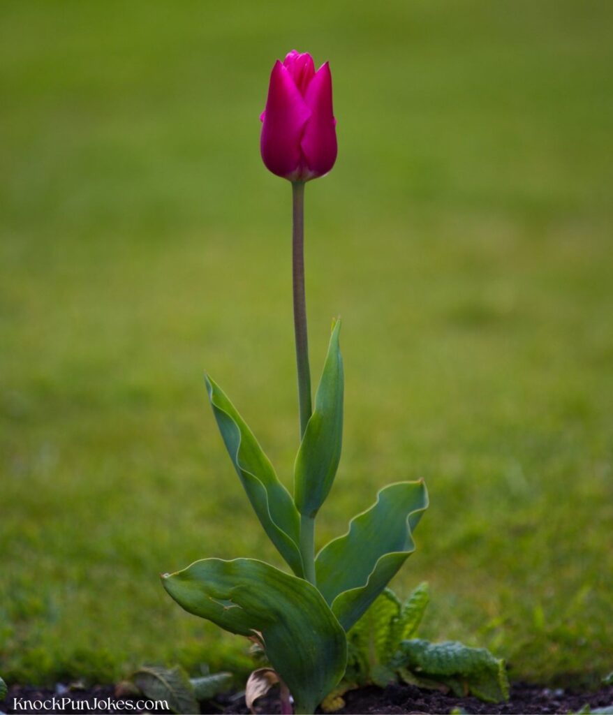 dad-jokes-about-tulips