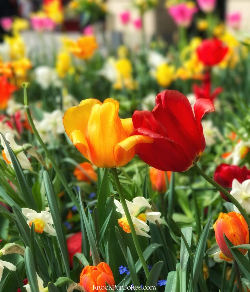 funny-tulip-puns