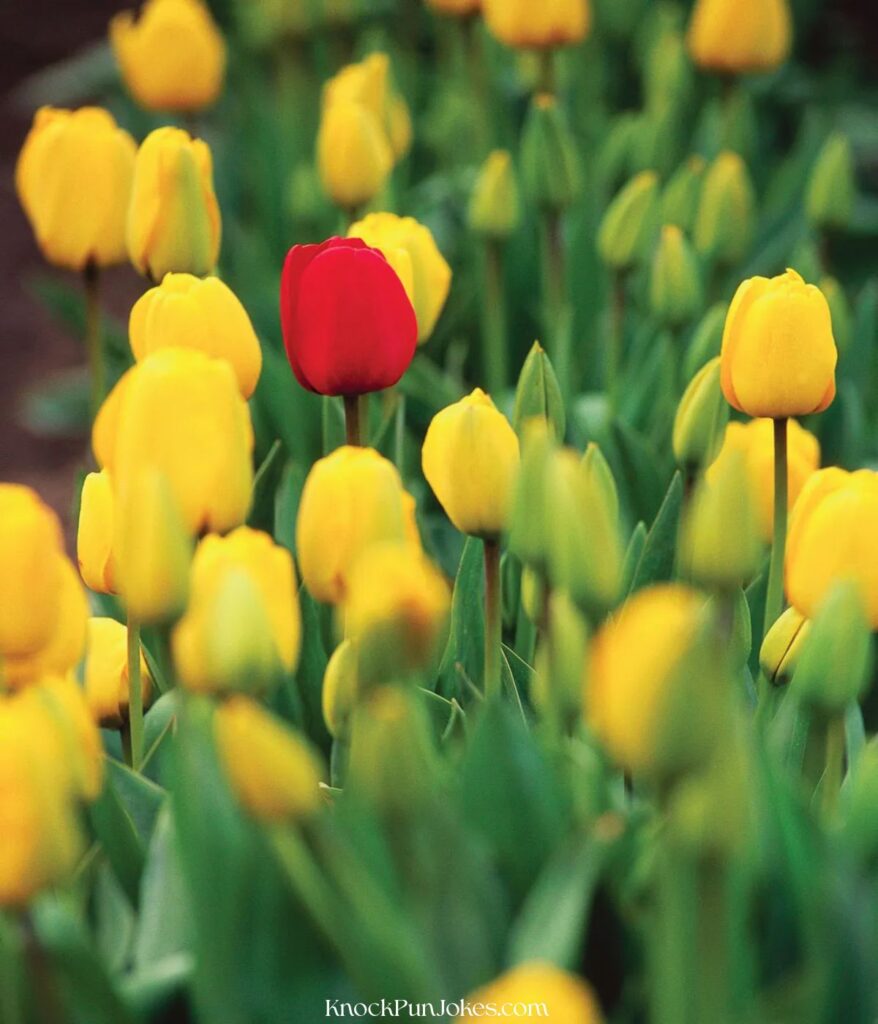 tulip-puns-for-adults