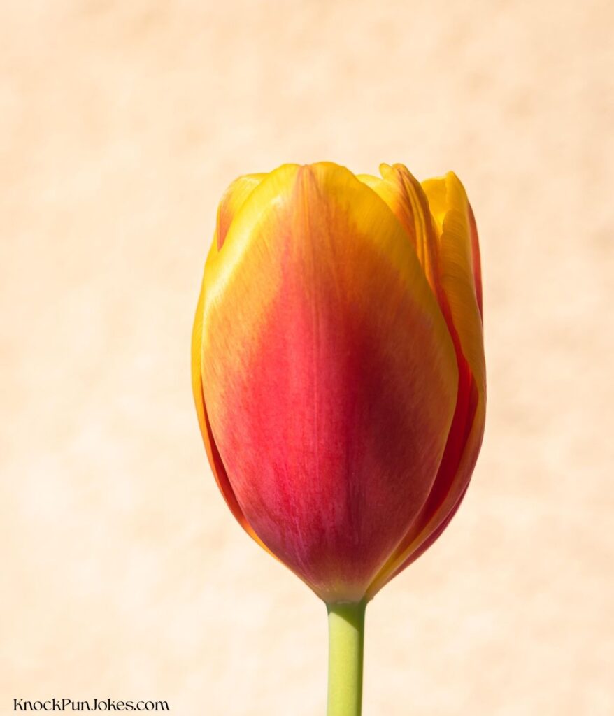 tulip-puns-for-quick-laughs