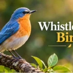 whistleblew-bird
